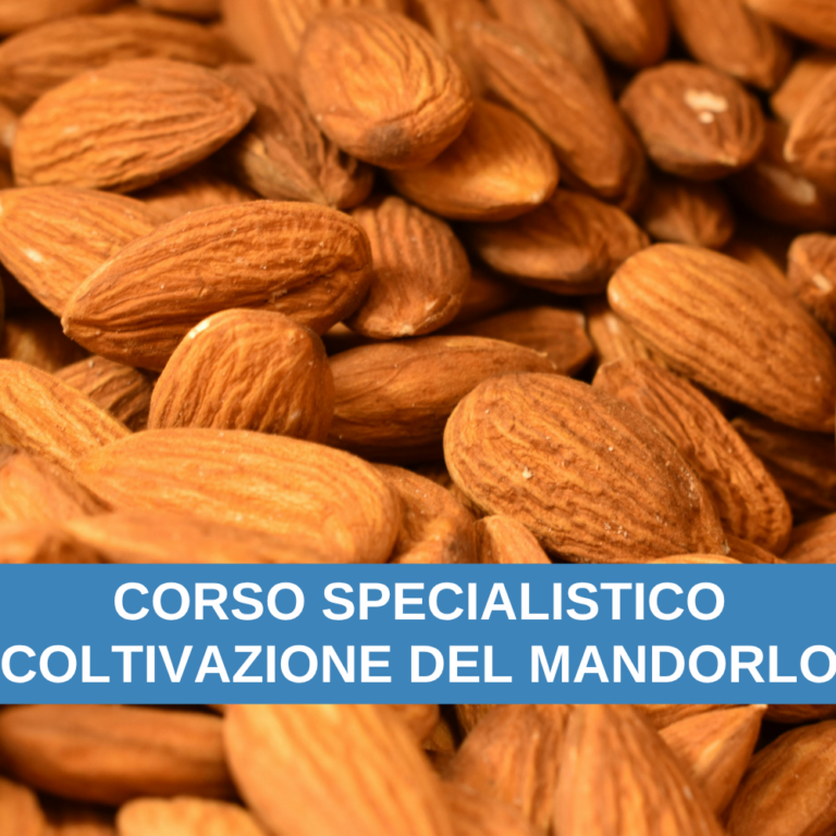 COLTIVAZIONE MANDORLO