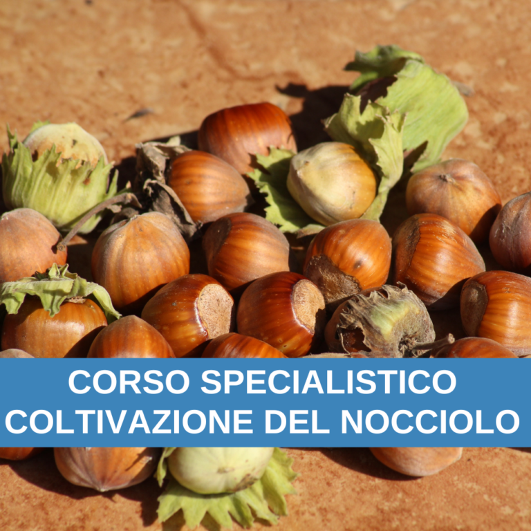 COLTIVAZIONE NOCCIOLO