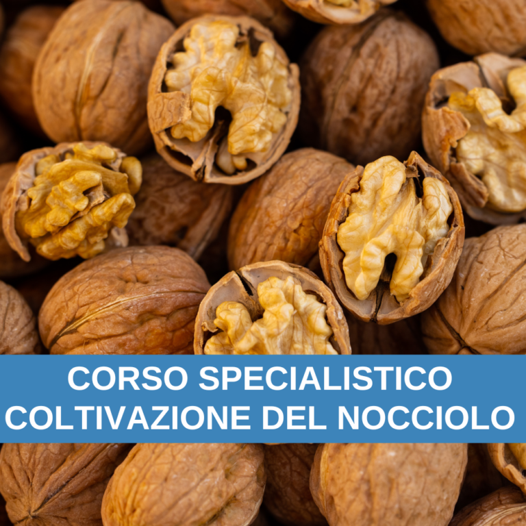 COLTIVAZIONE NOCE